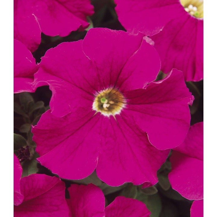 Petunia Dreams F1 Neon Rose