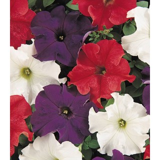Petunia Dreams F1 Patriot Mix