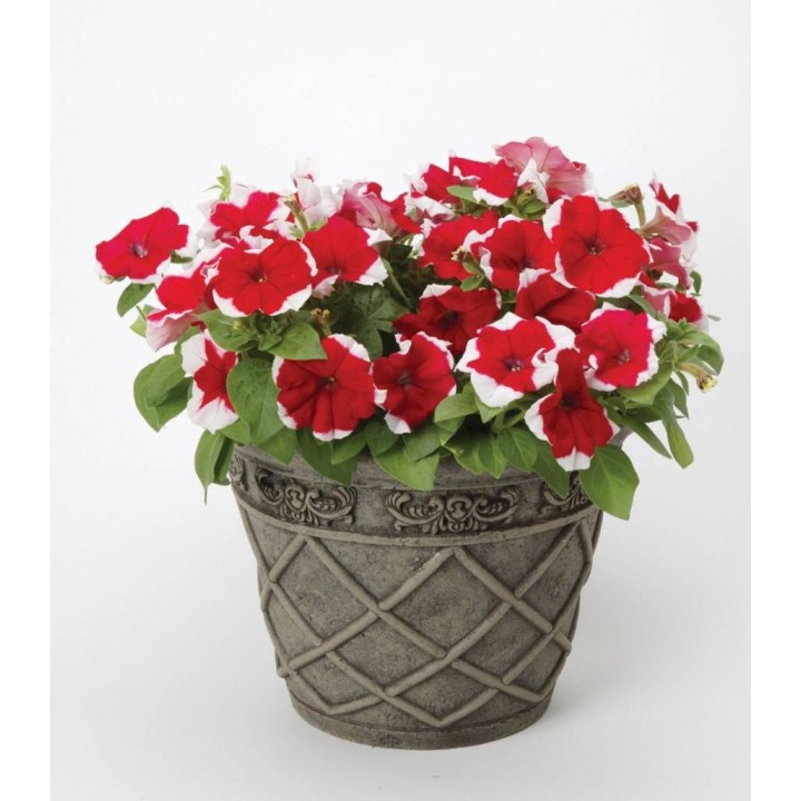 Petunia Dreams F1 Red Picote