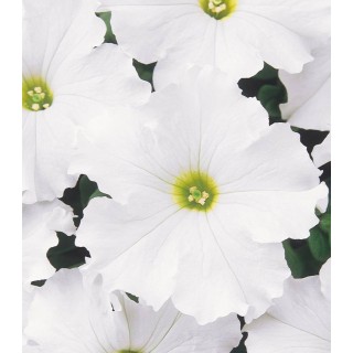 Petunia Dreams F1 White