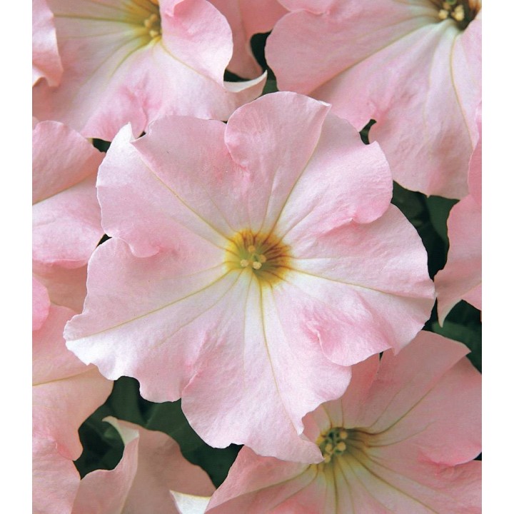 Petunia Dreams F1 Appleblossom