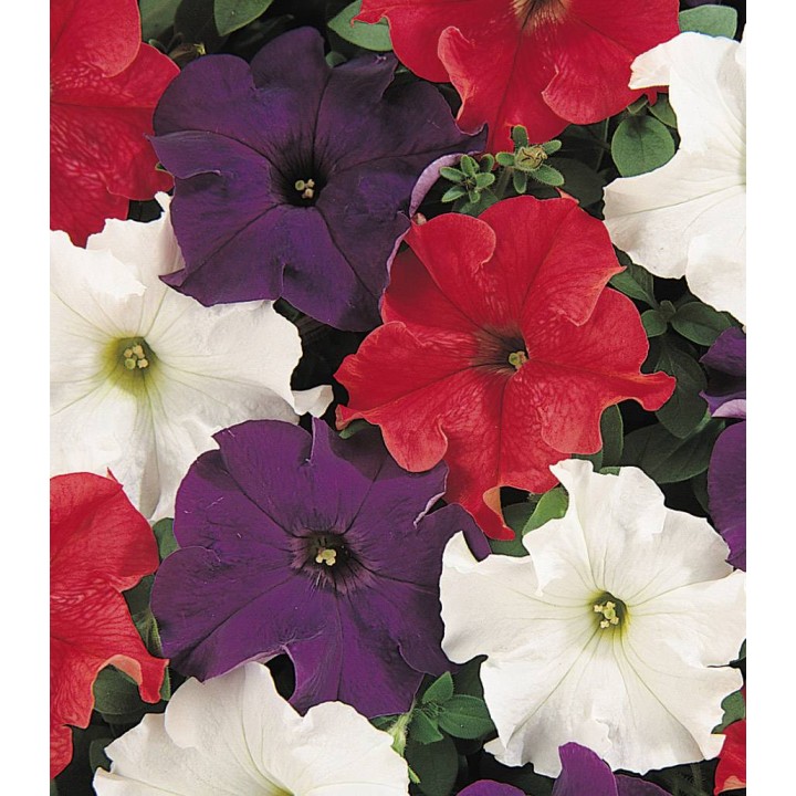 Petunia Dreams F1 Patriot Mix