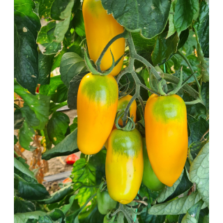 Seminte de tomate PO 9461 F1, 100 seminte
