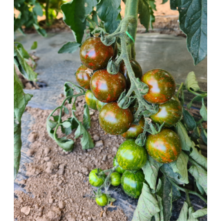 Seminte de tomate Tigrato (Ex. PO 9399) F1, 100 seminte