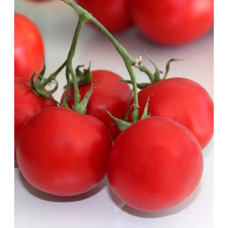 Seminte de tomate Siccagno F1, 100 seminte