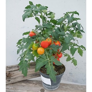 Seminte de tomate cherry PO 1130 F1, 100 seminte