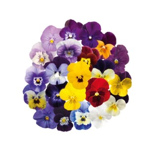Panselute Admire Maxi Mix F1 (Primed), 500 seminte