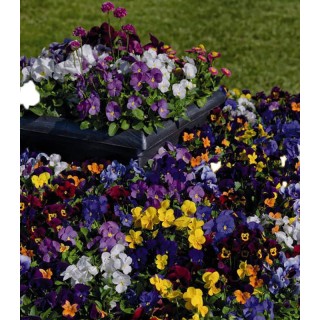 Panselute Admire Maxi Mix F1 (Primed), 1000 seminte
