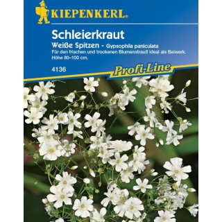 Gypsophila paniculata, 25 seminte