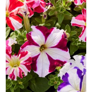 Petunia grandiflora Tango All Star Mix F1