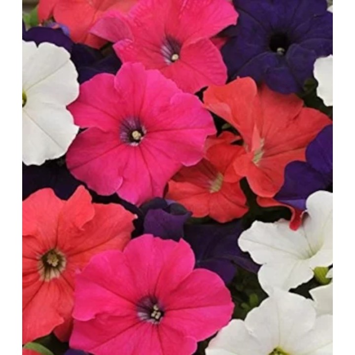 Petunia grandiflora Tango Full Mixture