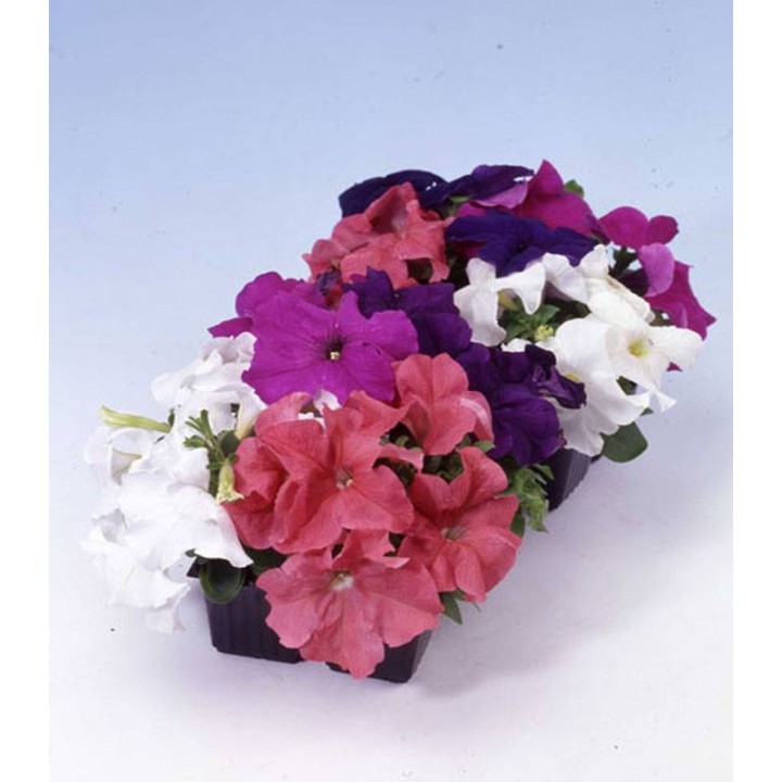 Petunia grandiflora Limbo Full Mix