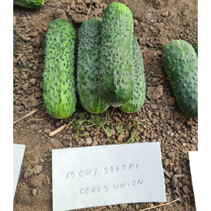 Seminte de castraveti Muratic F1 (ex. 19CUI35641), 250 seminte