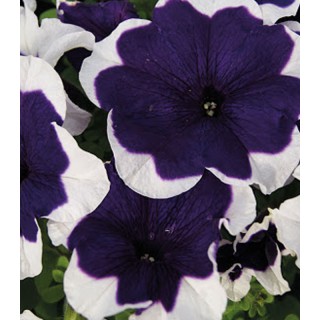 Petunia grandiflora Limbo Blue Picotee