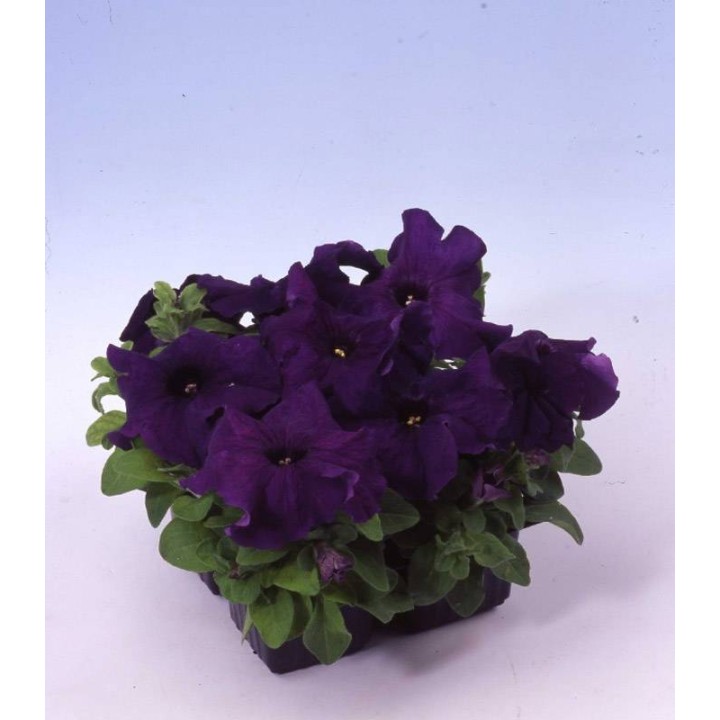 Petunia grandiflora Limbo Deep Purple, diverse ambalari