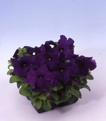 Petunia grandiflora Limbo Deep Purple, diverse ambalari