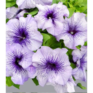 Petunia grandiflora Limbo Blue Veined
