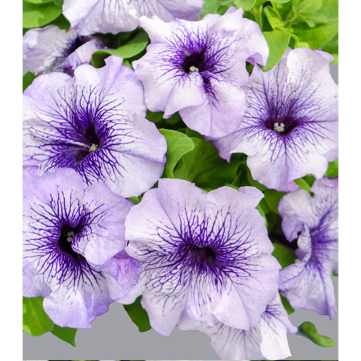 Petunia grandiflora Limbo Blue Veined