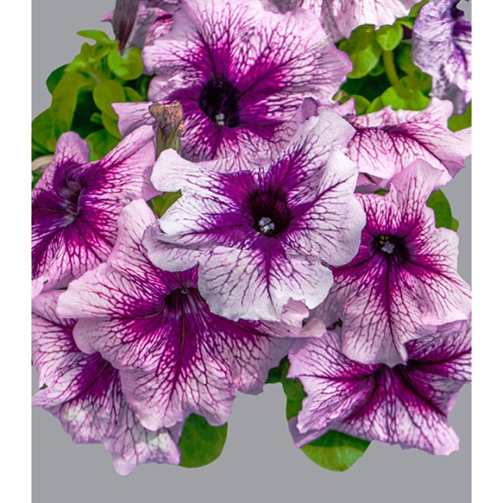 Petunia grandiflora Limbo Orchid Veined