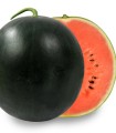 Seminte de pepene Black Castle F1, 500 seminte