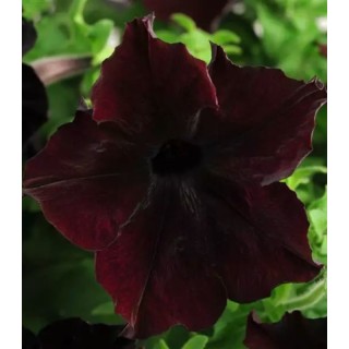 Petunia grandiflora Sophistica Blackberry F1 250 seminte