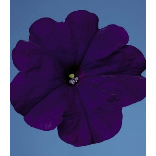 Petunia grandiflora Celebrity Blue F1, 1000