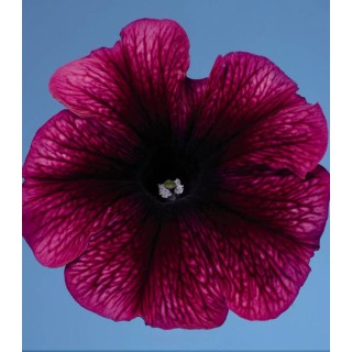 Petunia grandiflora Celebrity Plum Ice F1
