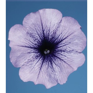 Petunia grandiflora Celebrity Blue Ice F1