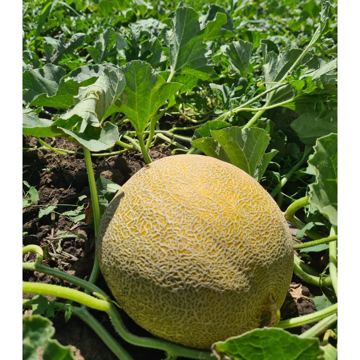 Seminte de pepene galben Big Galia (238MK2526) F1, 500 seminte