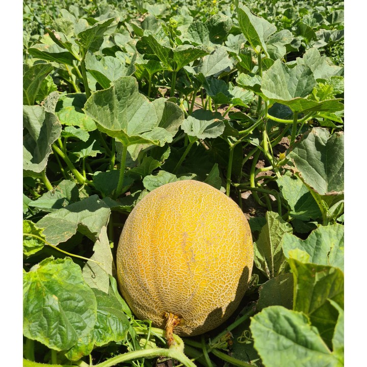 Seminte de pepene galben Big Galia (238MK2526) F1, 500 seminte