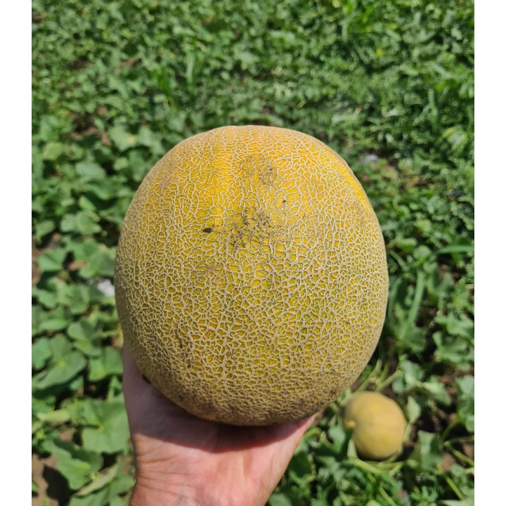 Seminte de pepene galben Big Galia (238MK2526) F1, 500 seminte