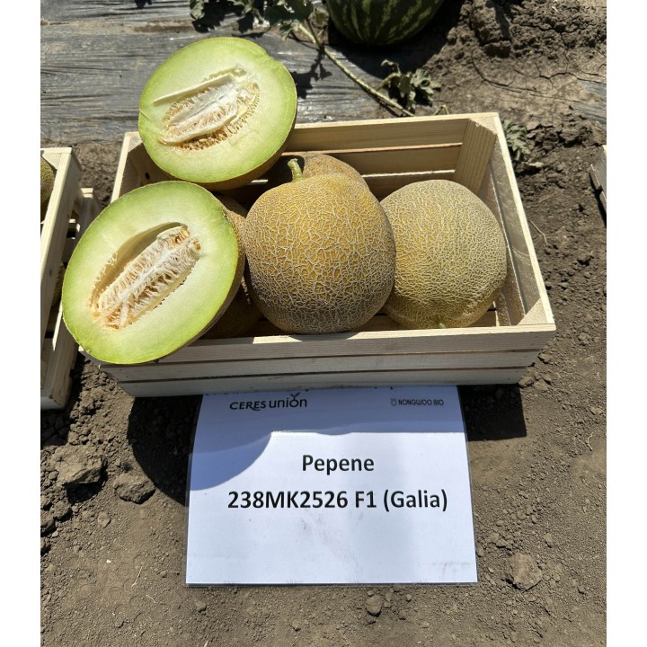 Seminte de pepene galben Big Galia (238MK2526) F1, 500 seminte