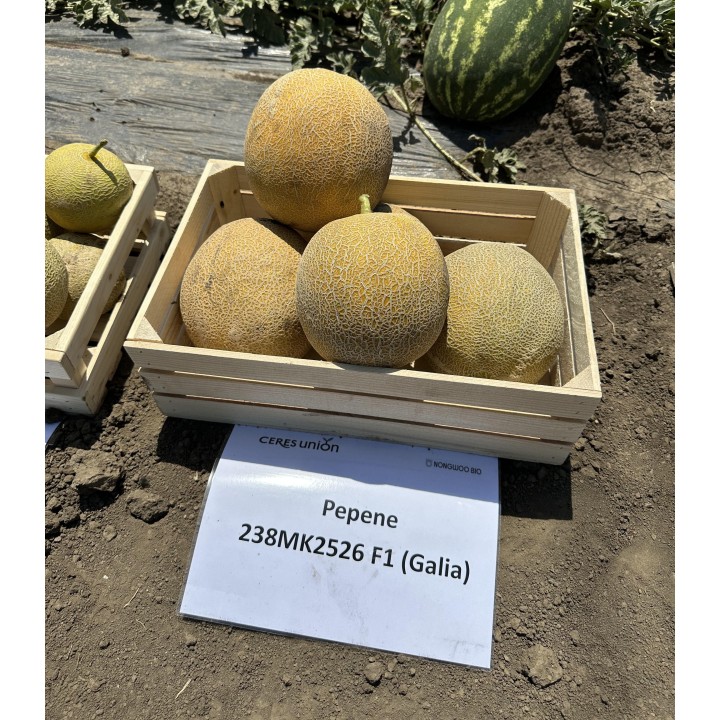 Seminte de pepene galben Big Galia (238MK2526) F1, 500 seminte