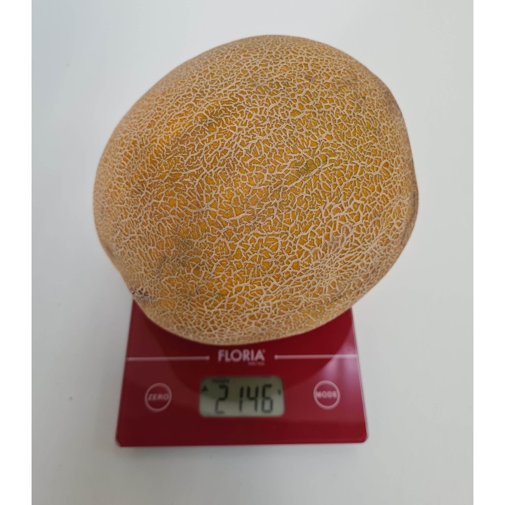 Seminte de pepene galben Big Galia (238MK2526) F1, 500 seminte