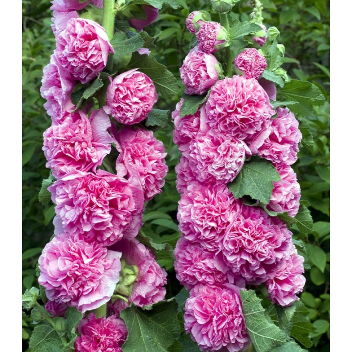 Seminte de Nalba roz Chaters Double Pink, hobby