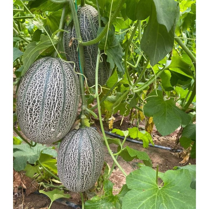 Seminte de pepene galben Maggi F1, 250 seminte