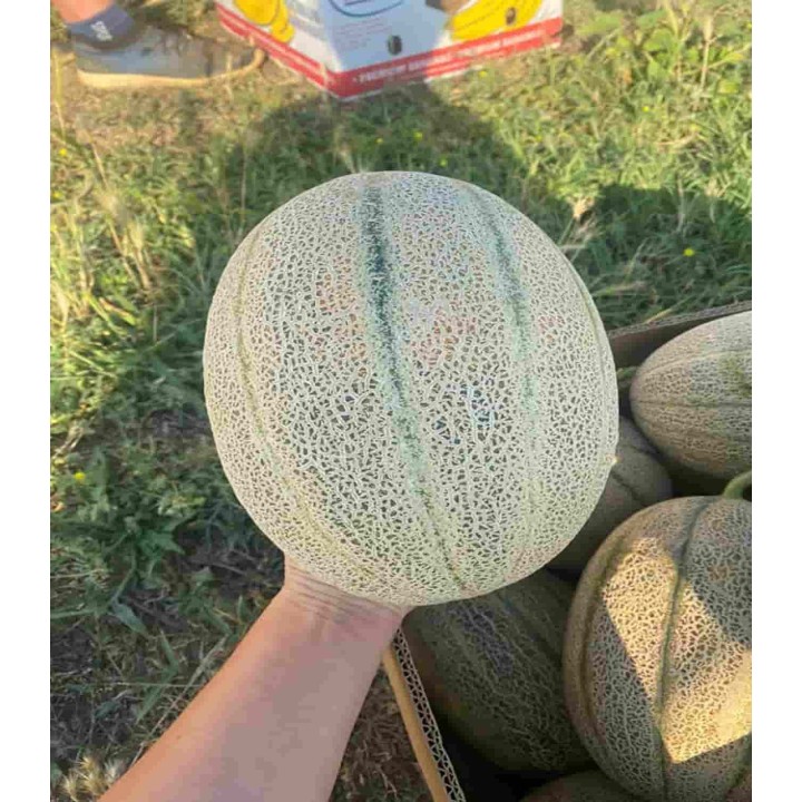 Seminte de pepene galben Maggi F1, 1000 seminte