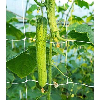 Plasa pentru sustinerea plantelor, 1.7 m x 10 m, 10 g/mp, 15x17 cm, Ceres