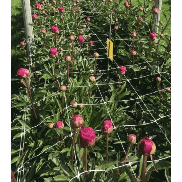 Plasa pentru sustinerea plantelor, 1.7 m x 5 m, 10 g/mp, 15x17 cm, Ceres