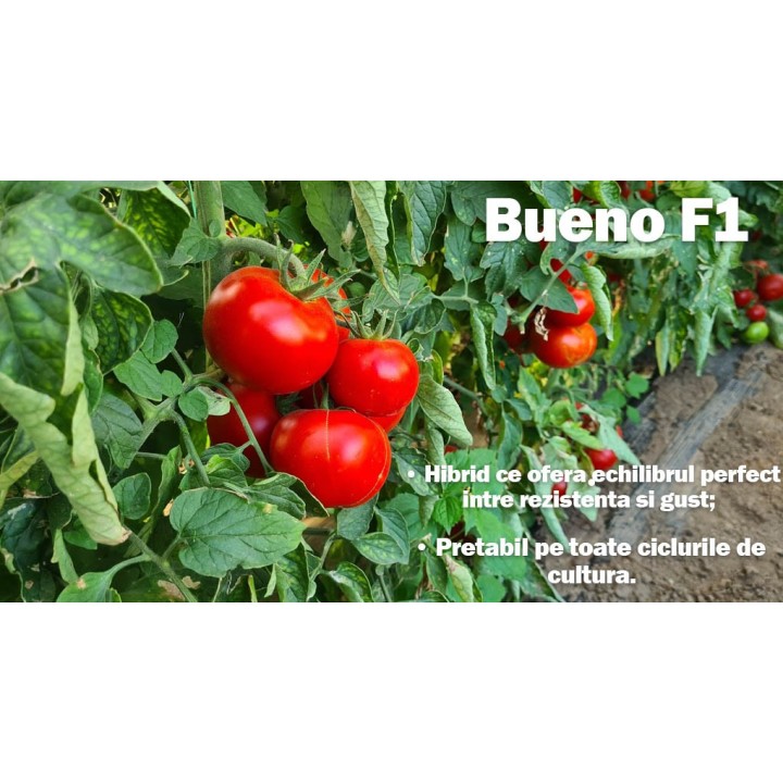 Rosii Bueno F1, avantaje 2