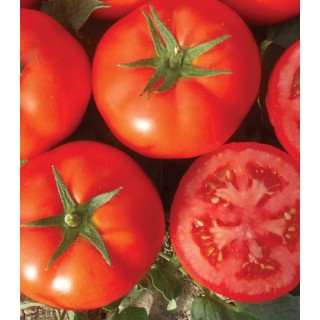 Seminte de tomate Bueno F1, 500 seminte