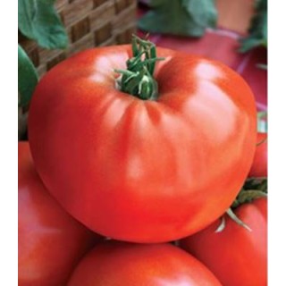 Seminte de tomate Medelina, 5 grame