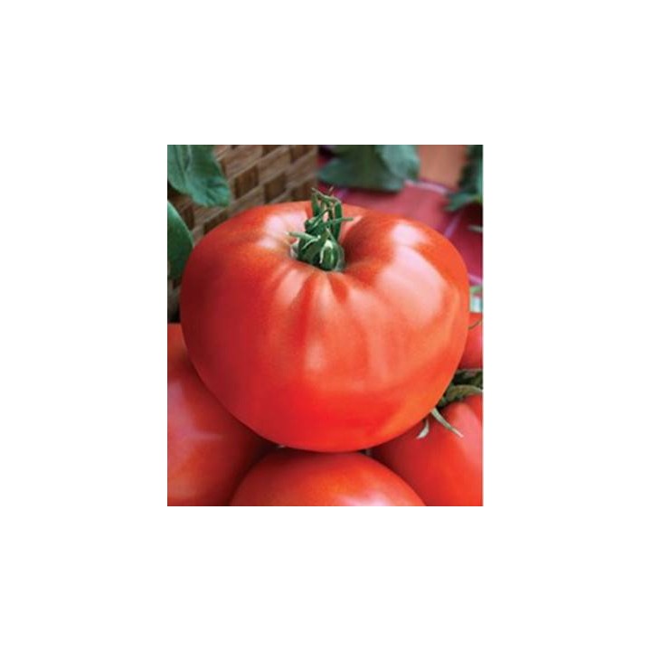 Seminte de tomate Medelina, 5 grame