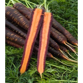 Seminte de morcov colorat Purple Haze F1 (25.000 sem)