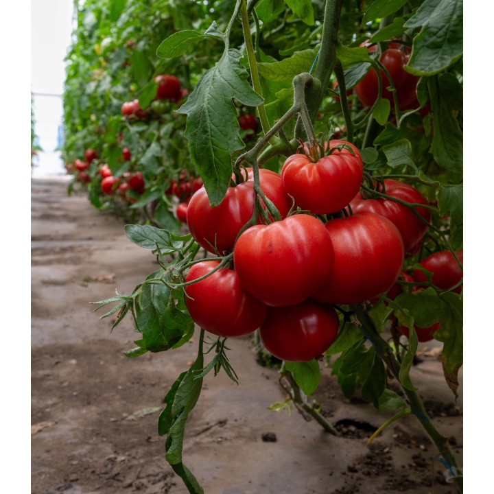 Seminte de tomate Rosamei F1, 250 seminte