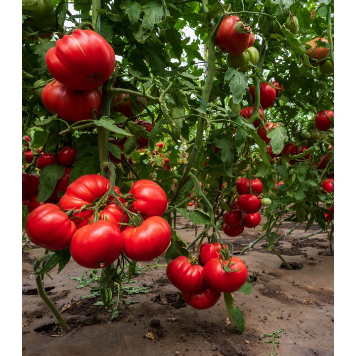 Seminte de tomate Rosamei F1, 250 seminte