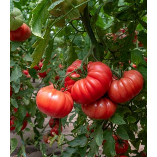 Seminte de tomate Rosamei F1, 250 seminte