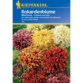 Gaillardia pulchella, mix, 40 seminte