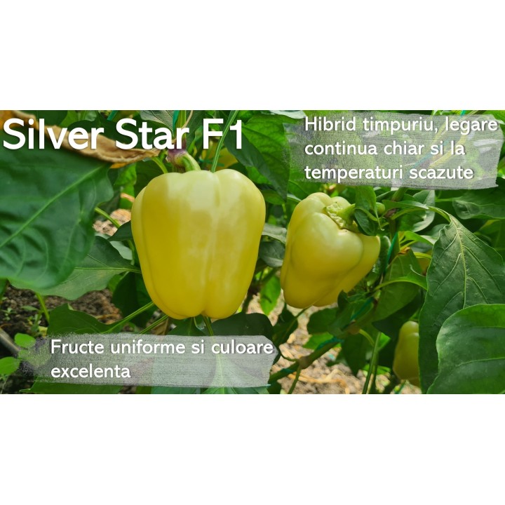 Silver Star F1, avantaje 1