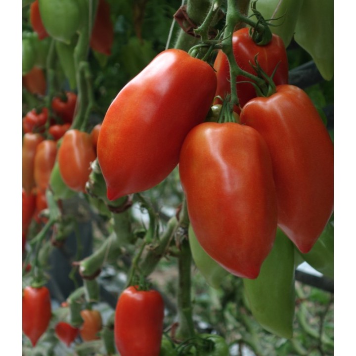 Seminte de tomate Bellandine F1, 250 seminte